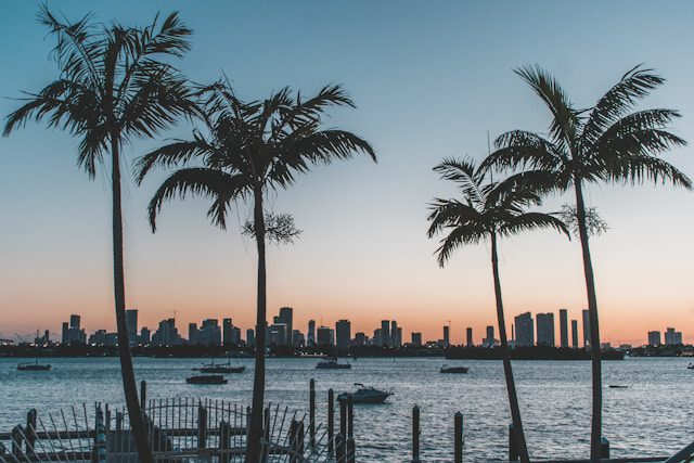 Photo of the Miami skyline with palm trees.